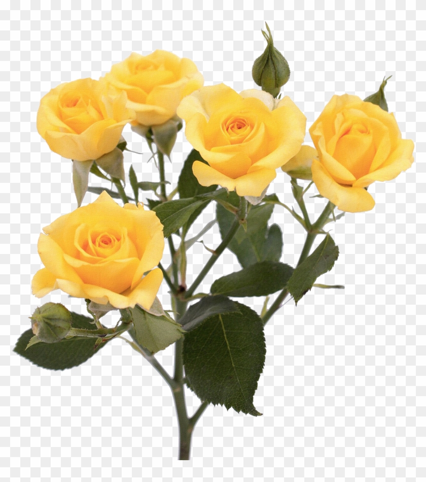 Garden Roses Flower Yellow Pink - Garden Roses Flower Yellow Pink #425908