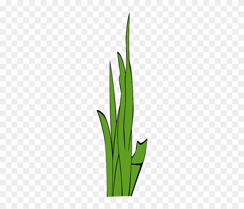 Free Pictures Blades Of Grass - Lawn #426259