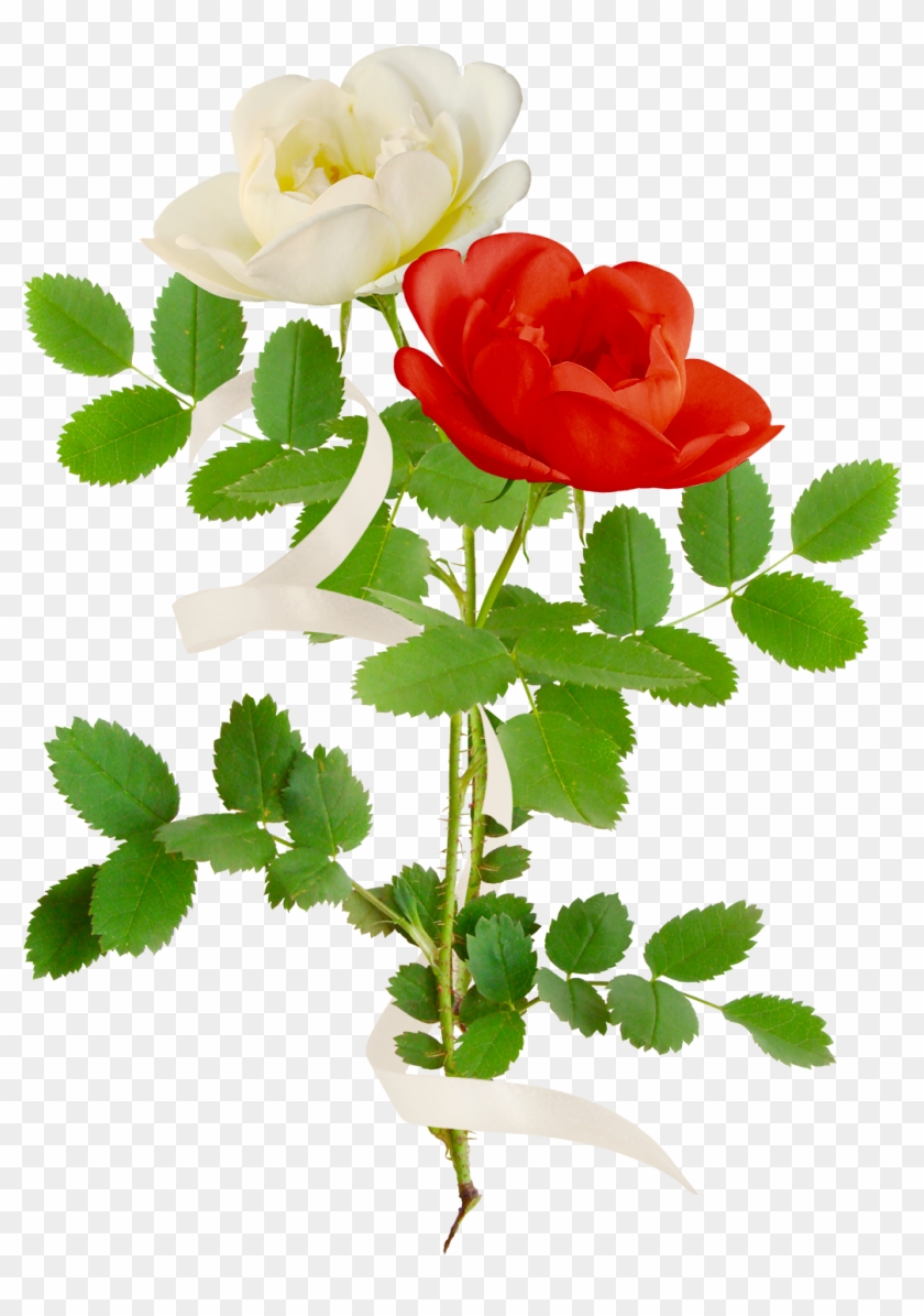Garden Roses Flower Painting Clip Art - Garden Roses Flower Painting Clip Art #426699