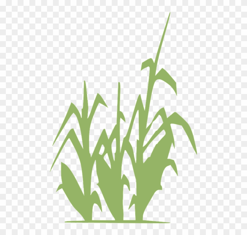 Agriculture Crop Cliparts 1, Buy Clip Art - Limitless Horizons Ixil #427448