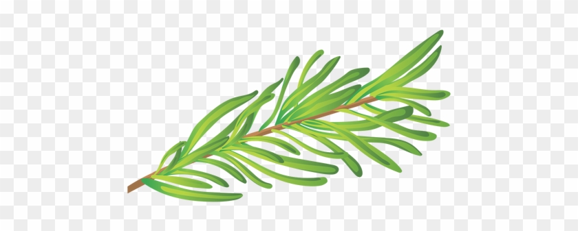 Rosemary Herb Illustration Transparent Png - Hierba Png #427475