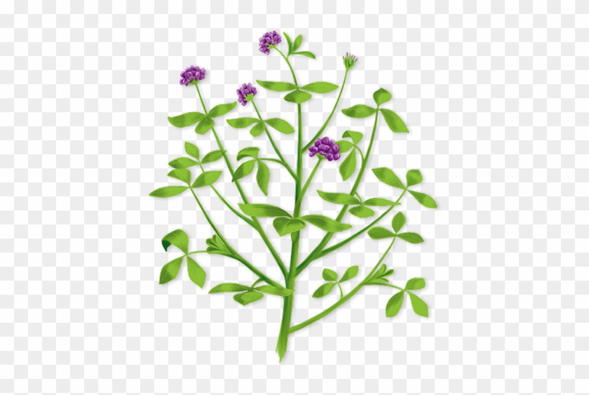 Better Pricing - Alfalfa Plant Clipart #427502