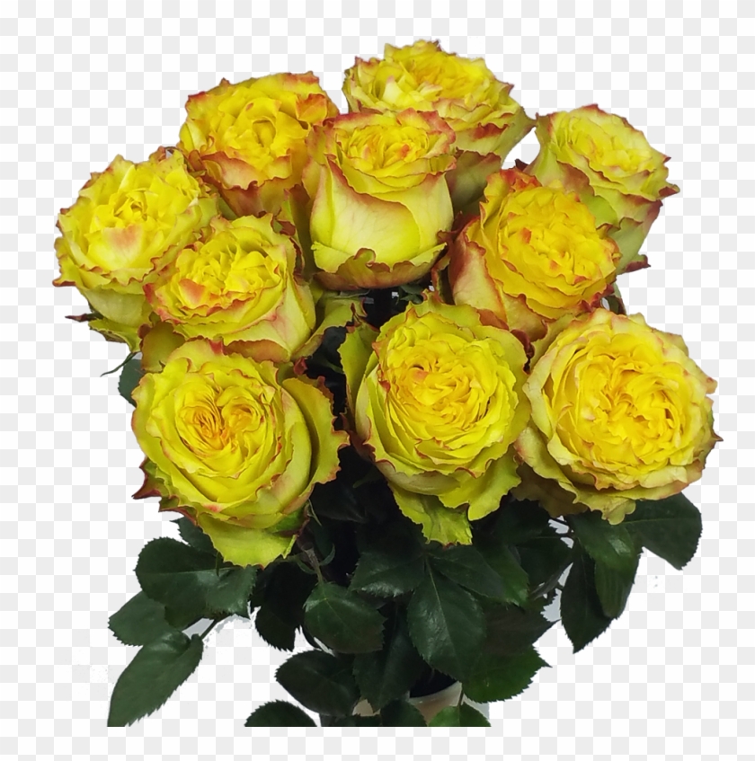 Passionfruit Roses - Rose #427717