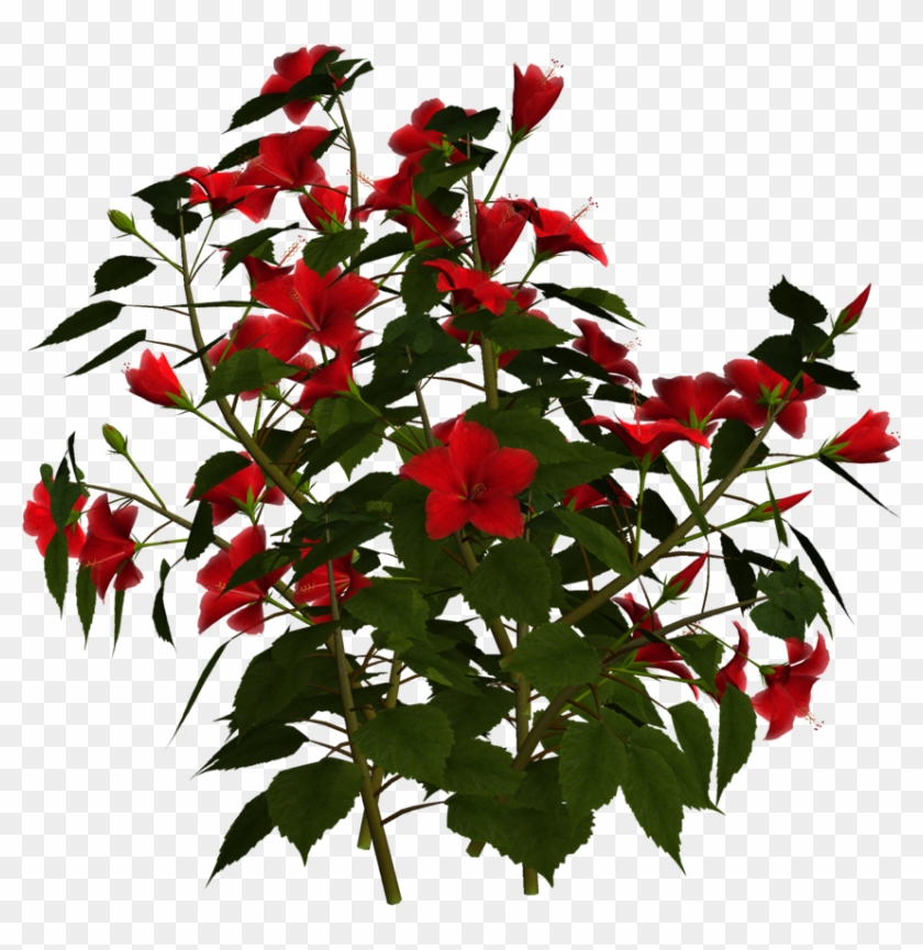 Photo Greeting Card8f - Hibiscus Plant Png #428585