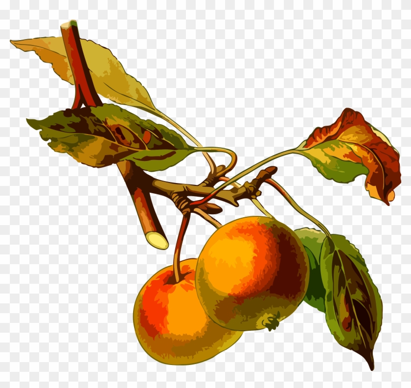 Big Image - Malus Domestica Draw #428595