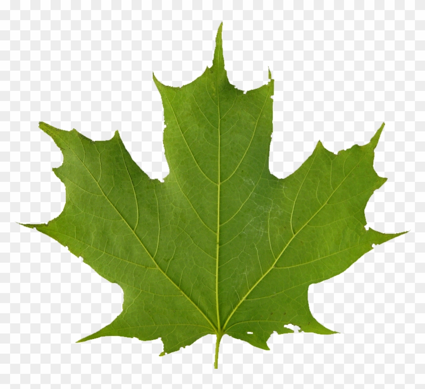   Maple Leaf Green Png #428684