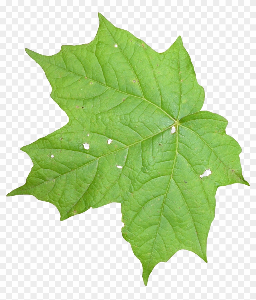 Leaf 02 - Portable Network Graphics #428703