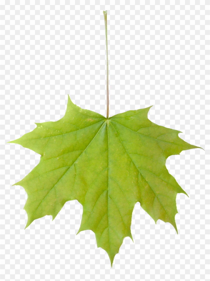 Vegetation Leaf Maple 01 - Png 잎사귀 #428731