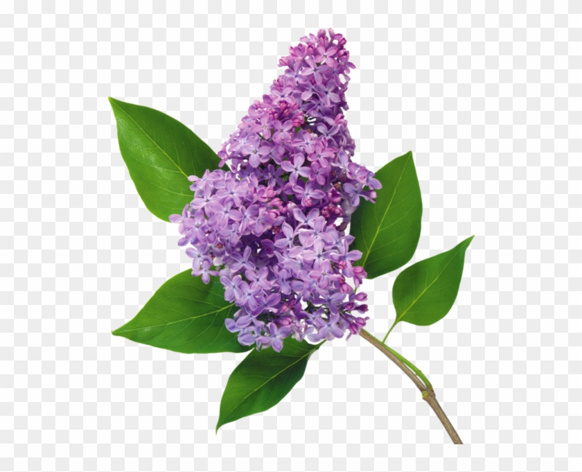 Flower Common Lilac Garden Roses Blume - Flower Common Lilac Garden Roses Blume #428820