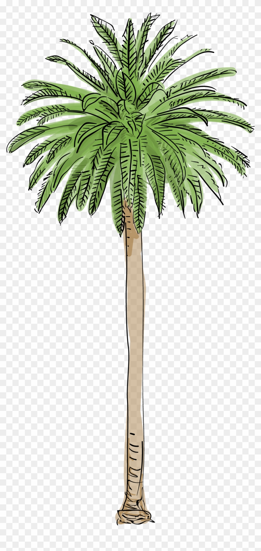 Top Palm Trees Pic L A S Are Dying And It Changing - Palm Tree Fan Shaped Leaves #429298