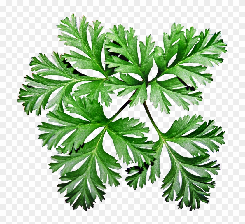 Leaves, Anemone, Plant, Garden, Greenery - Anemone #429622