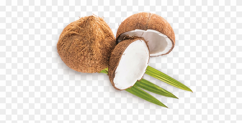 Photo - Shiitake #430127