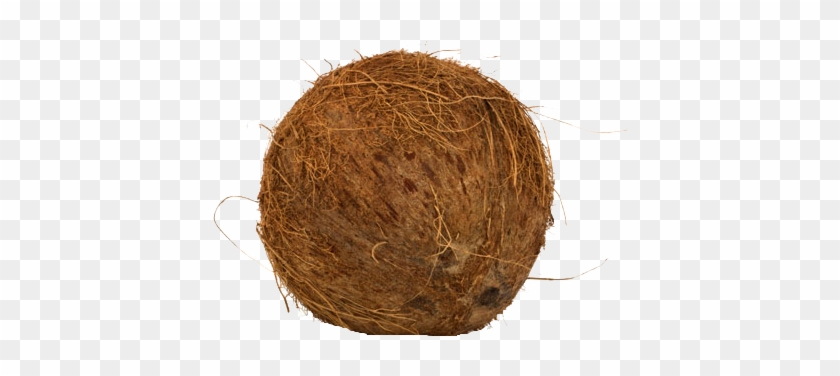 Coconut Png Background Image - Coconut #430129