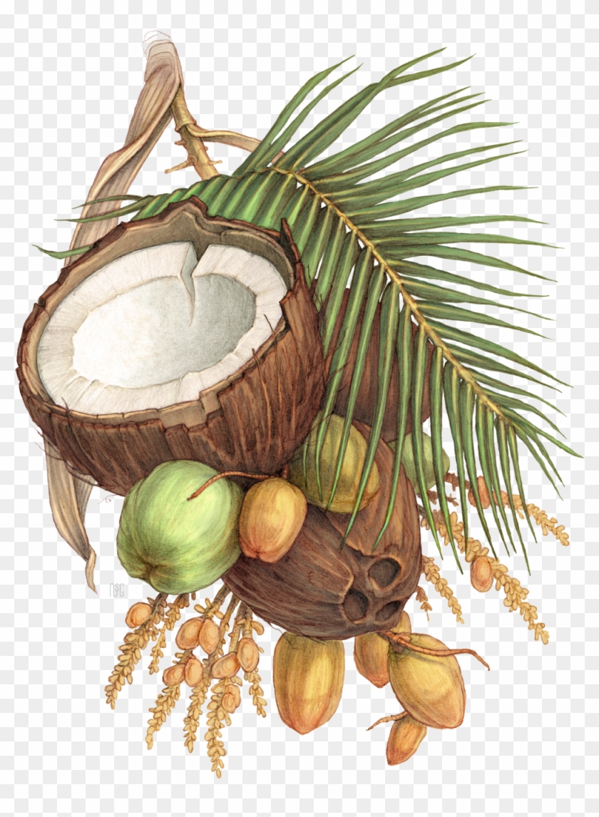 Organic Coconut Water - Organic Coconut Water #430189