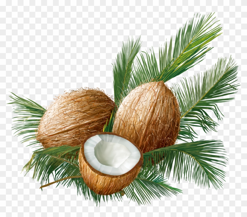 Coconut Euclidean Vector Tropical Fruit - Vector Graphics #430296