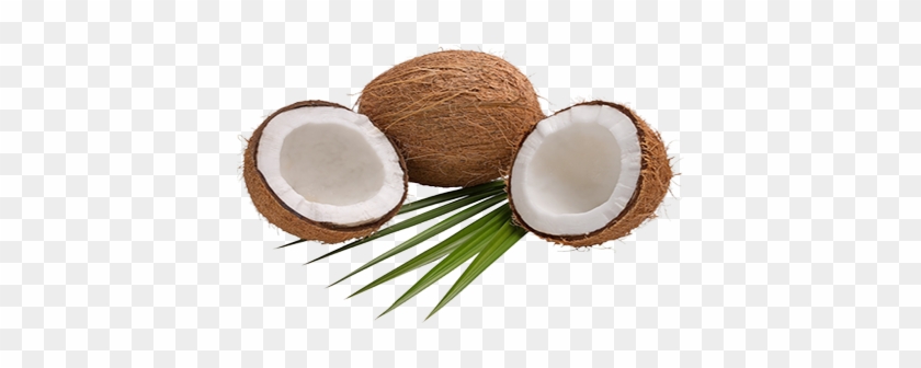 Coconut Products - 剝 殼 椰子 #430329