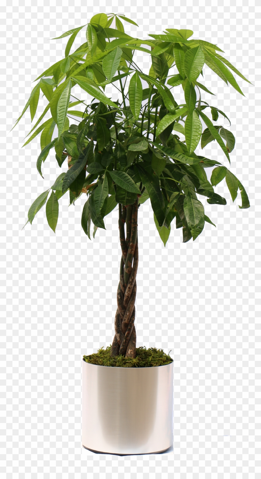Moneytree Brshdchrome - Moneytree Brshdchrome #431904