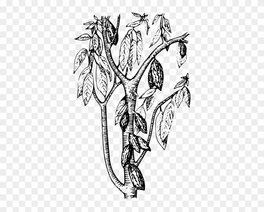 Cocoa Tree Coloring Page #432936
