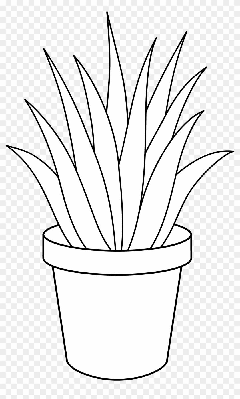 Black And White Plants - Aloe Vera Pencil Drawing Leaf #432955