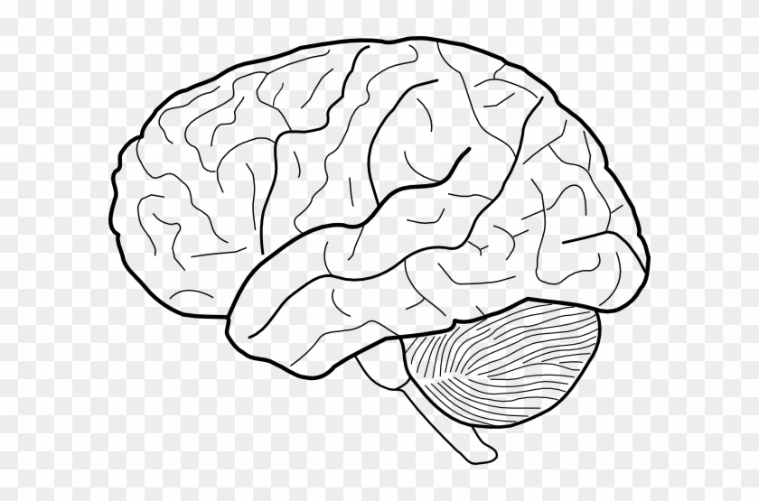 Outline Of Brain Clip Art At Clker - Brain Black And White #433605