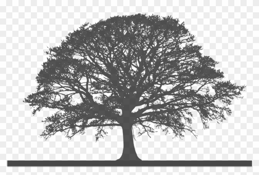   Oak Tree Silhouette #433645