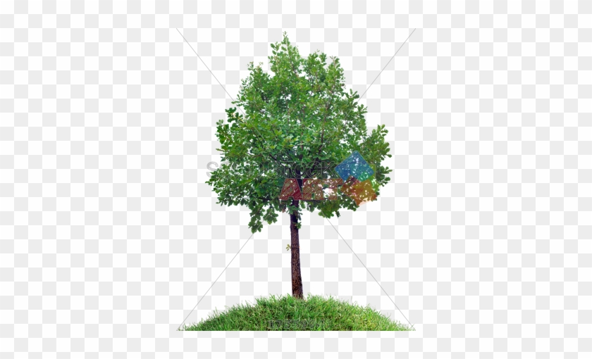 Stock Photo Of Small Oak Tree On Grassy Hill Against - Trees Bushes #433649