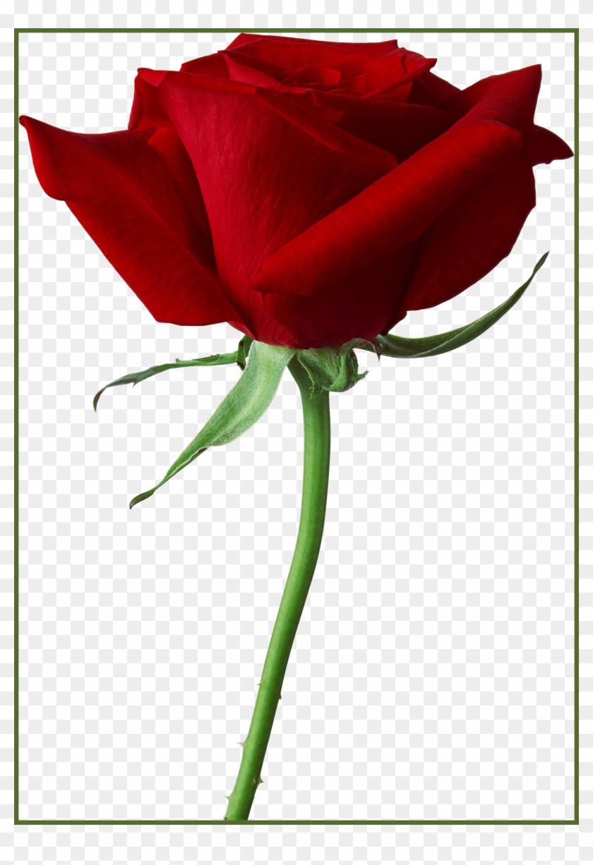 Camellia Flower Camellia Flower Png Awesome Rose Png - Png Rose #433865
