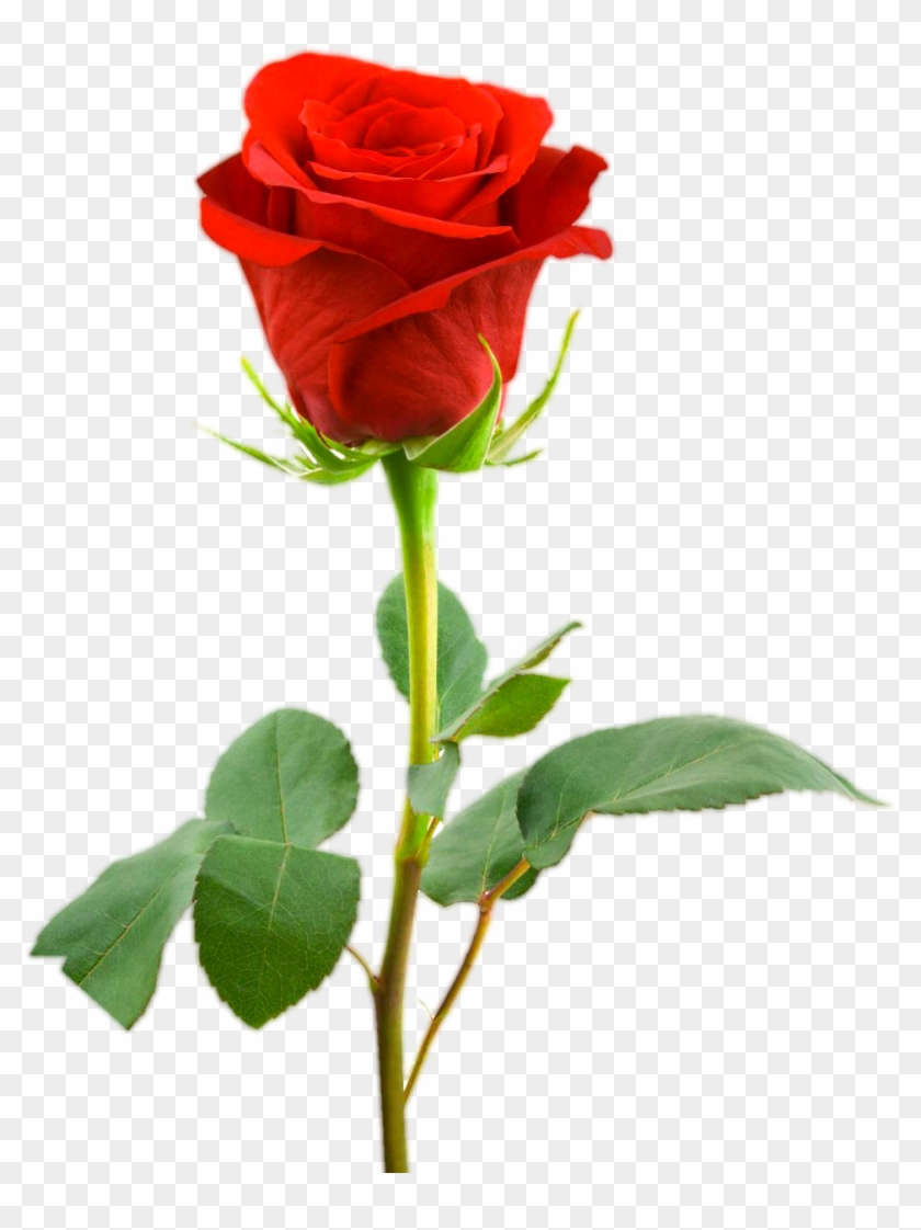 Love Gift Three Rose Png Collection - Legend Of The Rose #433872