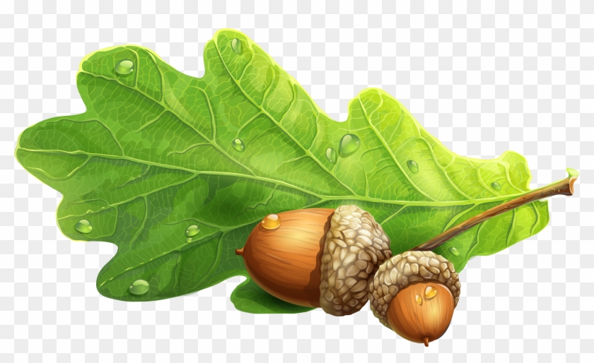 Green Acorn Clip Art - Acorn Png Clipart #433903