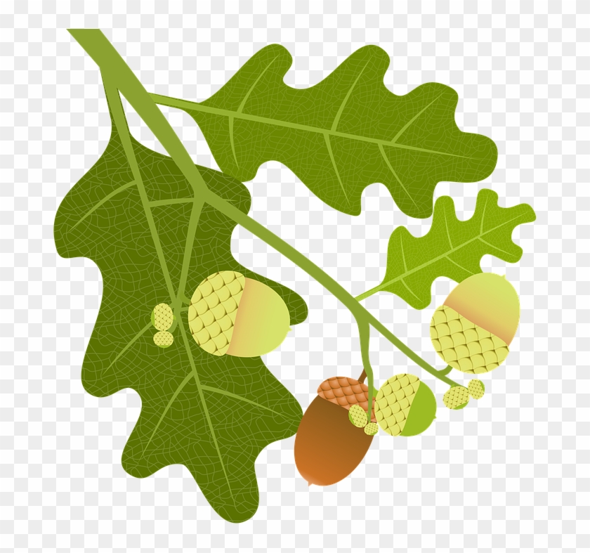 Oak, Acorns, Branch, Leaves, Nature, Tree, Tree Fruit - Oak #433947