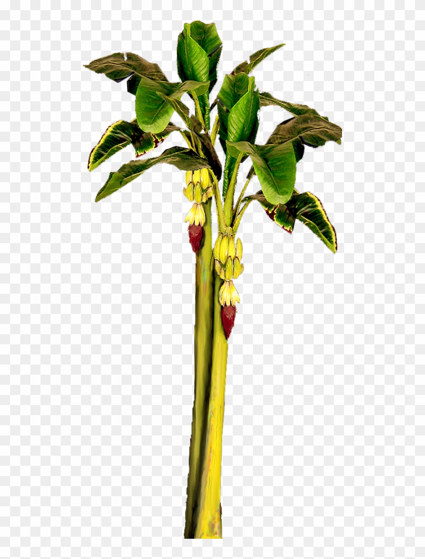 Banana Tree Wit - Banana Tree With Bananas #435963