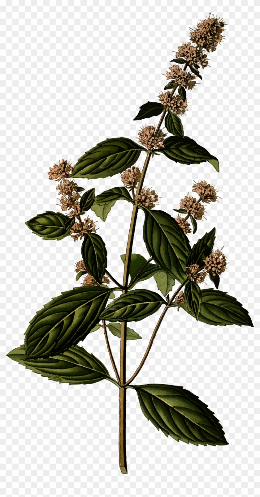 Big Image - Mentha Piperita Lamiaceae #436040