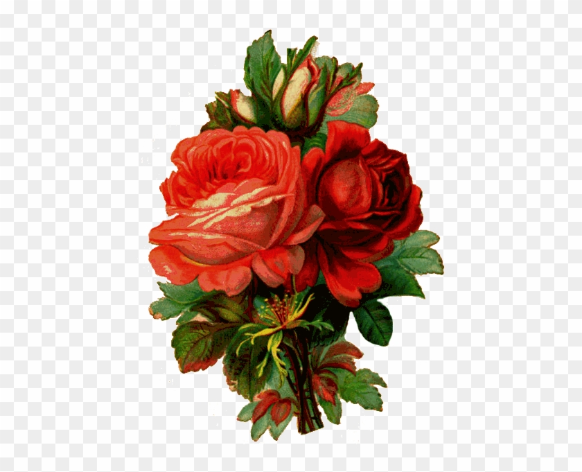 How To Make An Old-fashioned Rose Jar - Old Fashioned Roses Drawing #436119