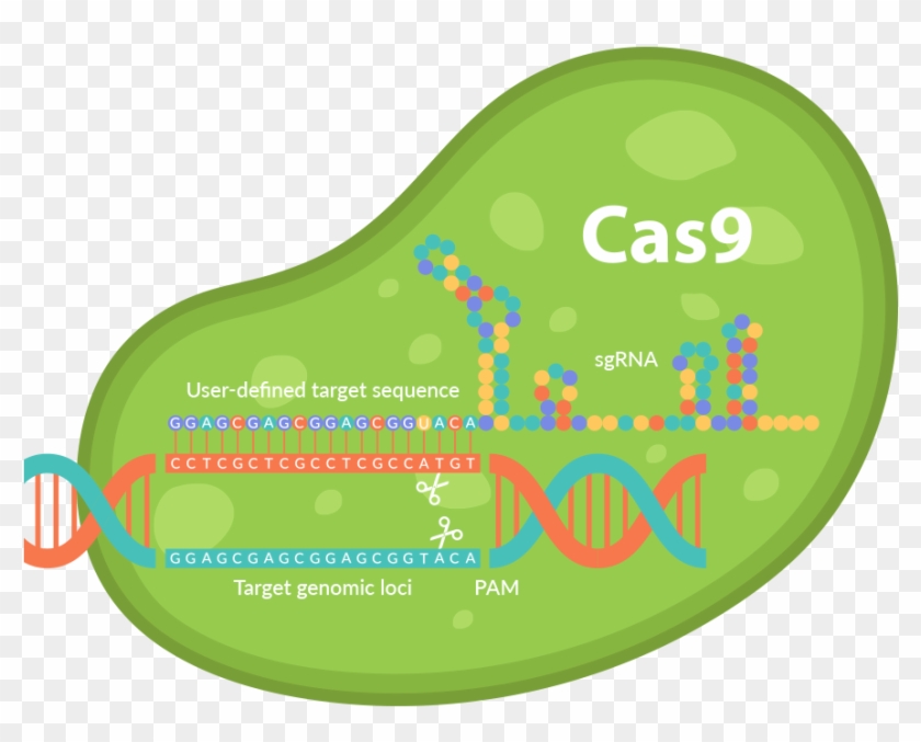 Science & Math - Crispr Cas9 Crispr #438747