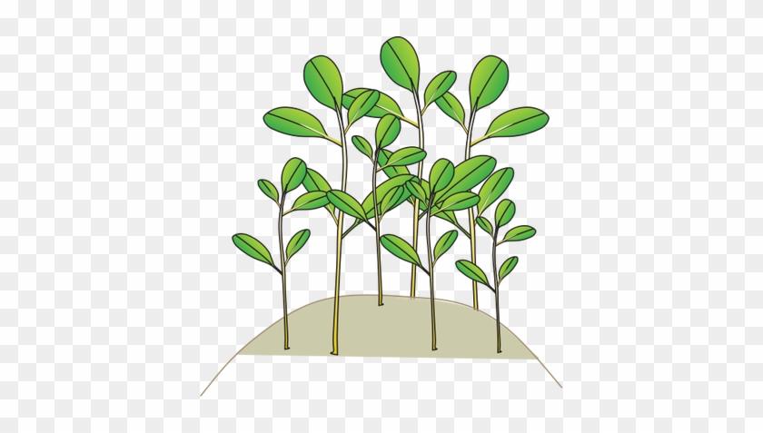 Index Of /ress Tice/1 Partage/visuel/ian Symbols/flora - Transfer Of Development Rights #438803