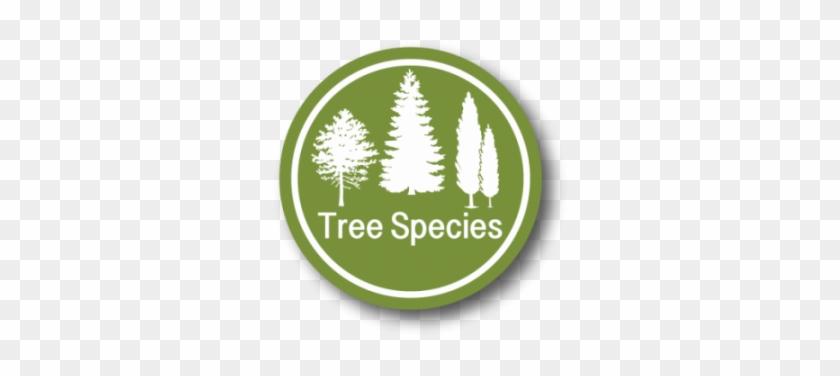 Tree #438941