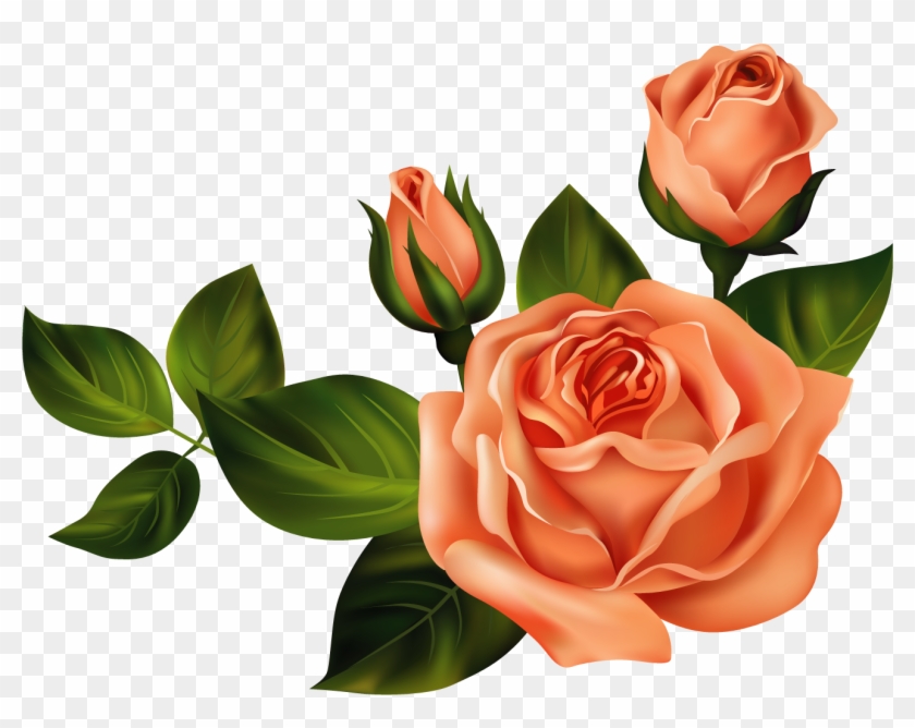 Ruže « Category - Clip Art #438995