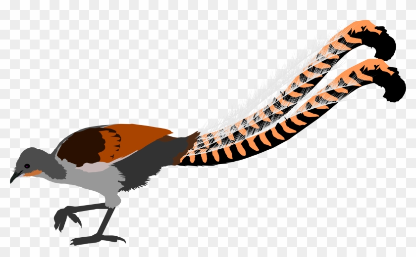 Superb Lyrebird By Michell Vall Superb Lyrebird By - Superb Lyrebird Png #439196