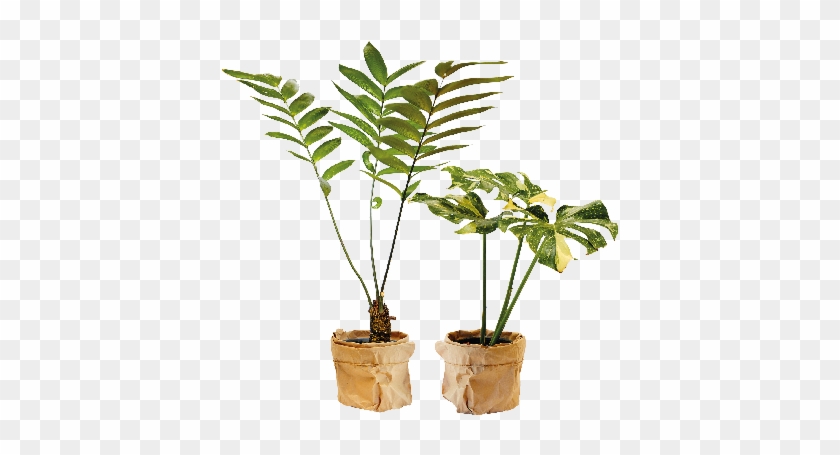 การดูแลรักษาต้นไม้ในร่ม ชอบแดดแค่ไหน - Houseplant #439843