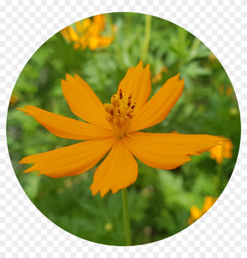 ต้นดาวกระจาย ดอกมีขนาดเล็กกว่า เป็นพรรณ แต่ด้วยสีสรรที่จัดจ้าน - Cosmos Caudatus #439985