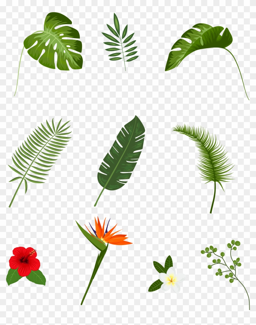 Leaf Tropics Plant Euclidean Vector - Leaf Tropics Plant Euclidean Vector #440124