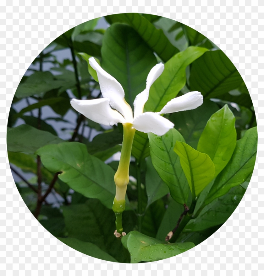 ขนาดความสูง 4-5 เมตร ทรงมีลักษณะเป็นพุ่ม โปร่ง ใบค่อนข้างใหญ่ - Gardenia #440014
