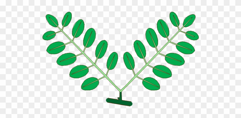Leaf Morphology Type Geminate-pinnate - Pinnation #440511