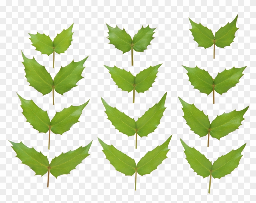 Green Leaf Png - Green #440551