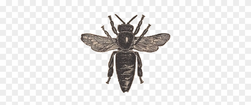 Vintage Honey Bee Clipart - Vintage Honey Bee Clip Art #448077