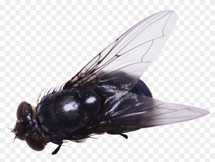 Png Image - Fly Png #448123