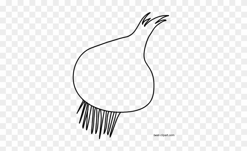 Onion Clip Art, Black And White Free - White #449586