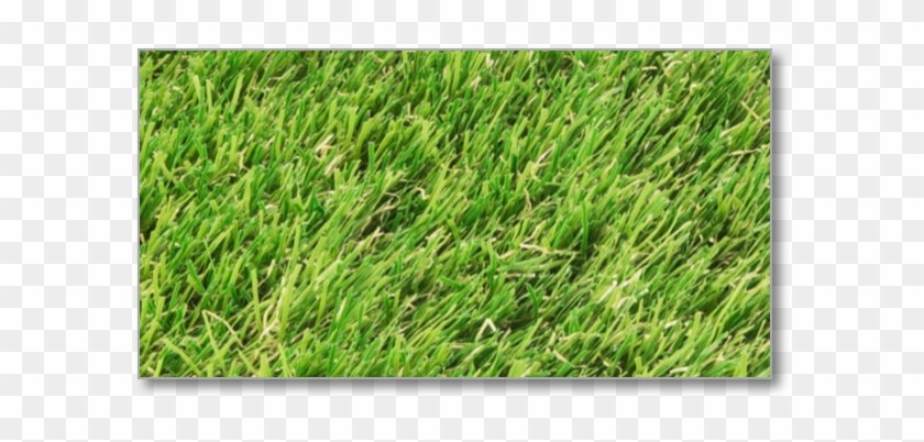Comfortable Luxury Artificial Grass - Women's Nomow Luxury Garden Artificial Grass, 4x5m #450371