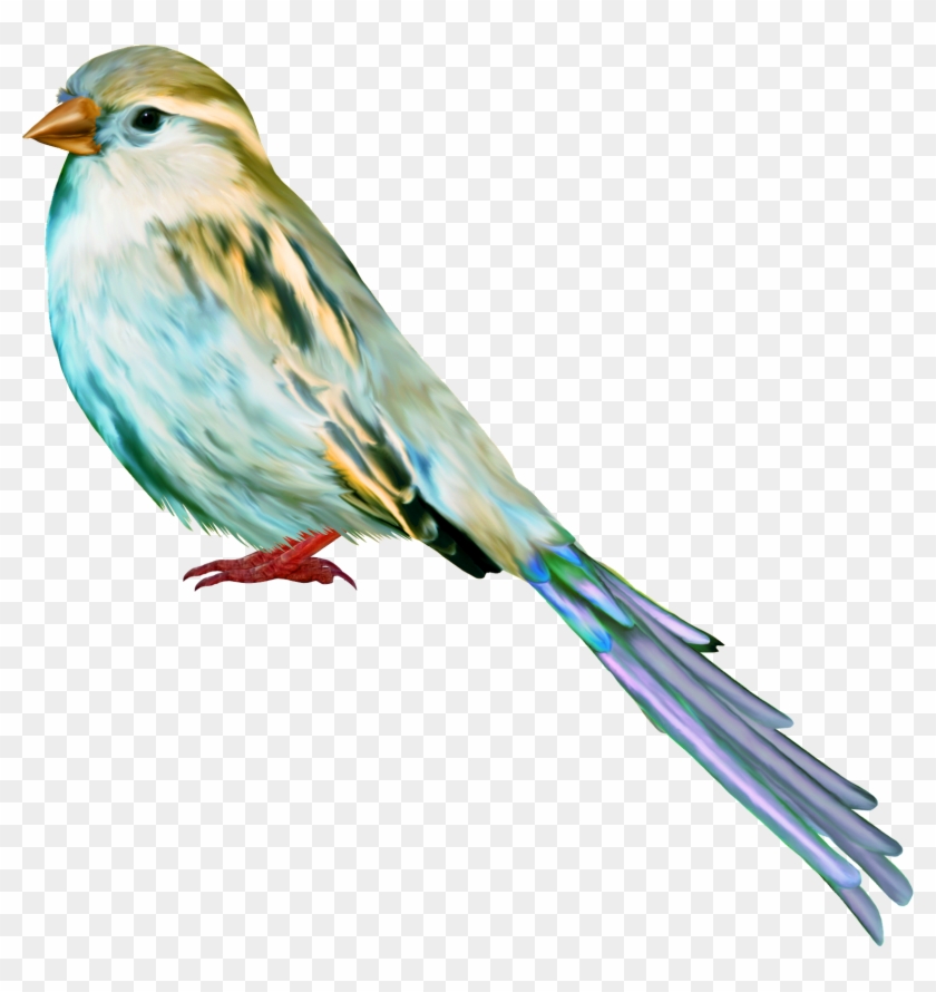 Aves Png - صور عصافير سكرابز #452648