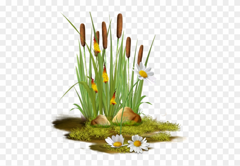 Cattails - Portable Network Graphics #455071